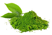 Green Tea Extract